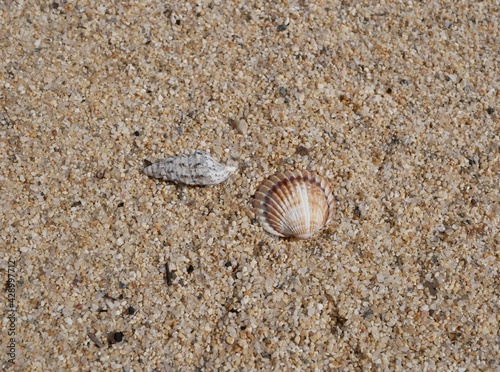 Two colorful seashells on the sand on a sunny summer day. Cone-shaped and comb-shaped seashells on the seashore.