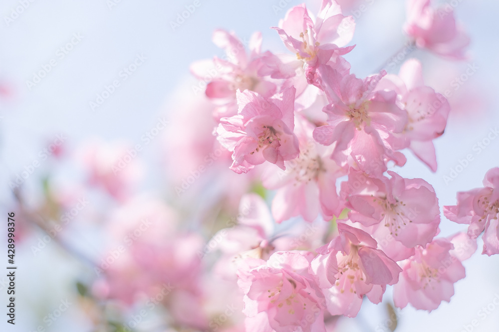 満開のピンク色の美しいリンゴの花と青空