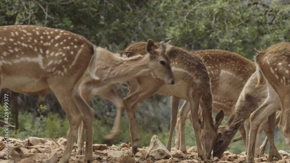 Persian fallow deer (Dama dama mesopotamica) Herd of females and young grazin Persian fallow deer (Dama dama mesopotamica) Herd of females and young grazin