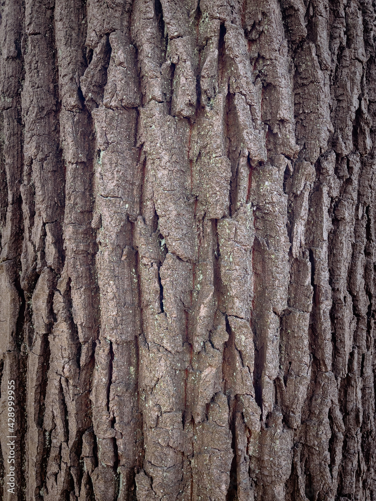 Embossed texture of the bark of tree. Pattern of natural tree bark background. Embossed texture of the bark of tree. Pattern of natural tree bark background.