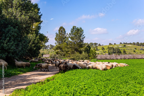 The flock of sheep © Kushnirov Avraham