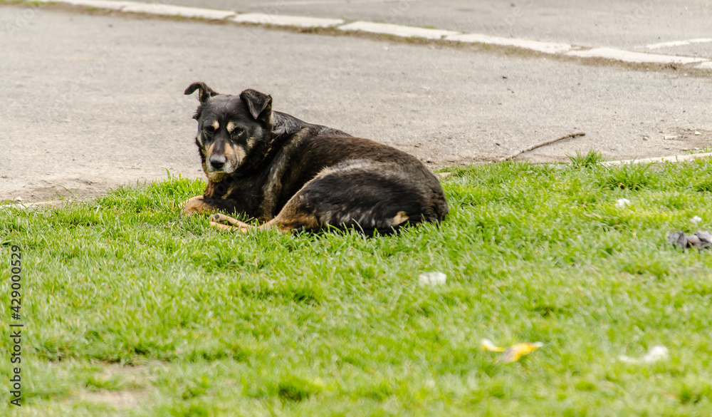 Portrait of a black dog lying on the grass in the suburbs of Petrovaradin, Novi Sad, Serbia. Portrait of a black dog lying on the grass in the suburbs of Petrovaradin, Novi Sad, Serbia.