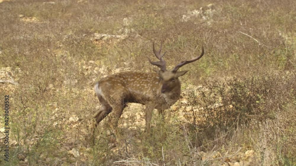 Persian fallow deer (Dama dama mesopotamica) Herd of males Persian fallow deer (Dama dama mesopotamica) Herd of males