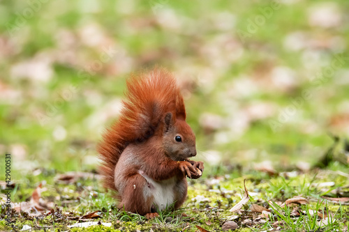  Eurasian red squirrel © Jacek