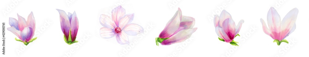 Horizontal border of white magnolia flowers. Botanical illustration of a magnolia. Spring flowers. Beautiful watercolor illustration for the design of postcards, invitations, wedding, holiday decor.