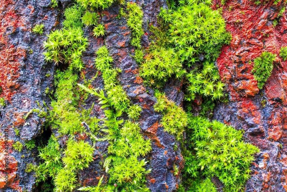 macro photo of green moss on spring texture