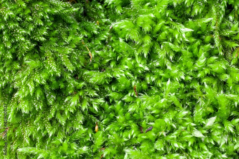 macro photo of green moss on spring texture