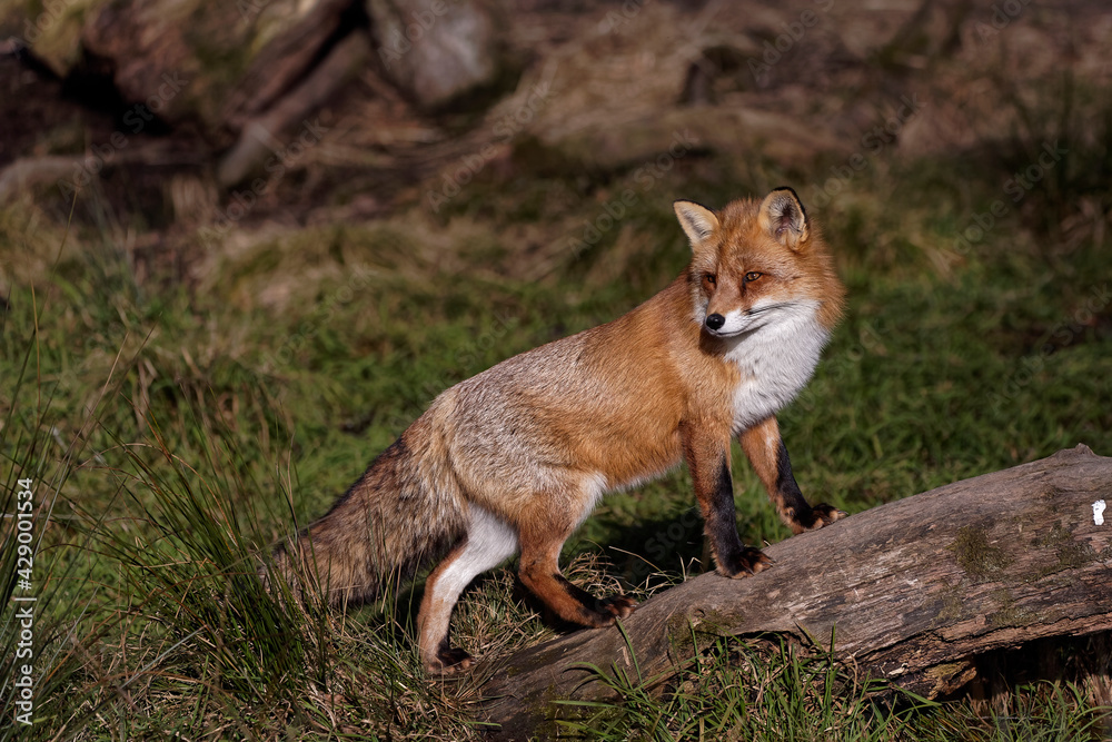 Renard roux