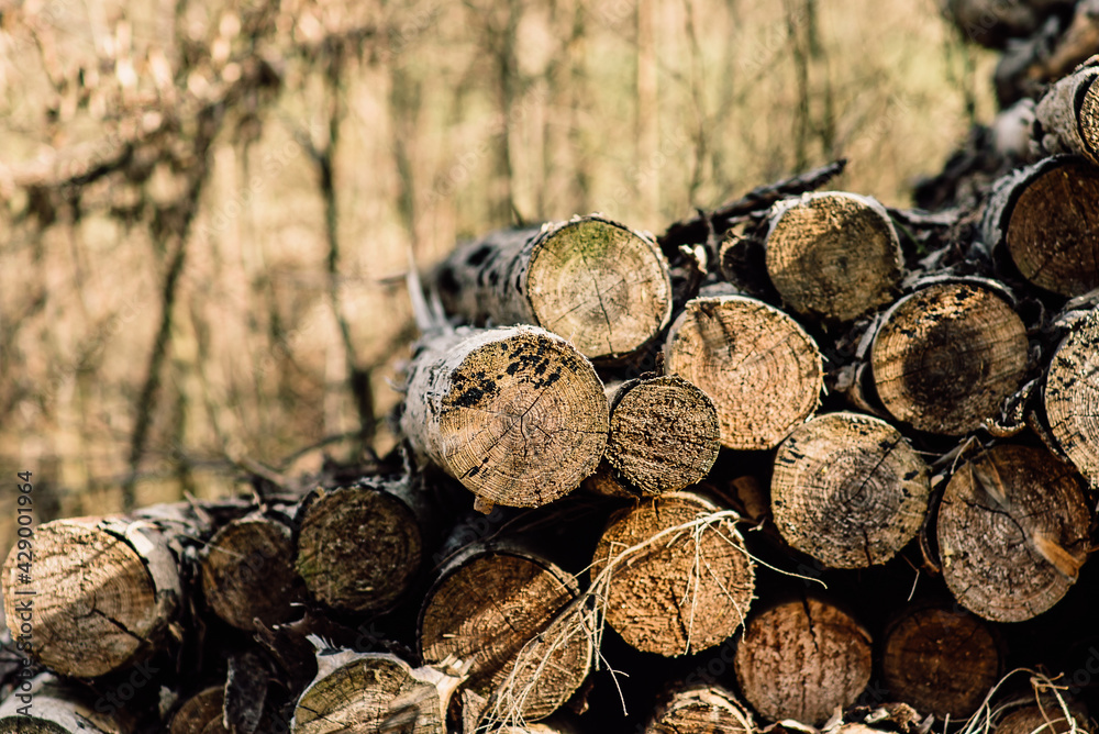 wood texture. tree stumps background. cuts of trees in the forest. Pile of wood