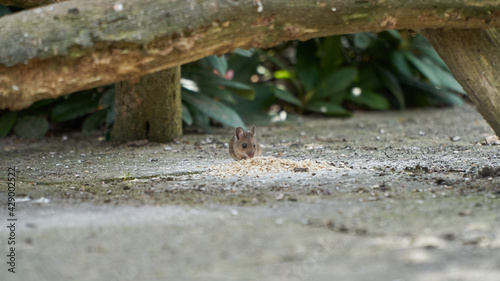A mouse eating oat flakes under a wooden base of a bird feeder house in the garden
