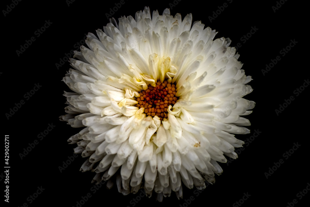 Biały kwiat na czarnym tle naturalny - obrazy, fototapety, plakaty 