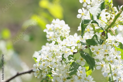 white cherry blossom