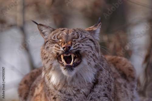 Photography Grimace de Lynx boréal