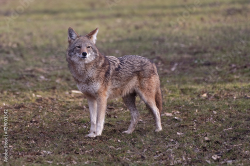 Coyote