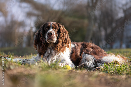 english springer spaniel