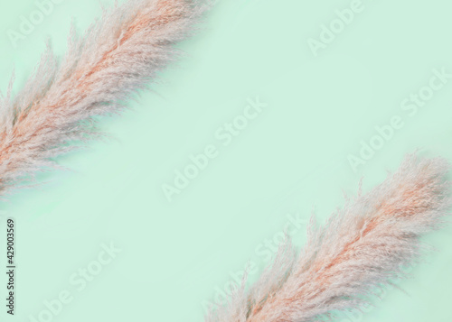 Pampas grass on blue background