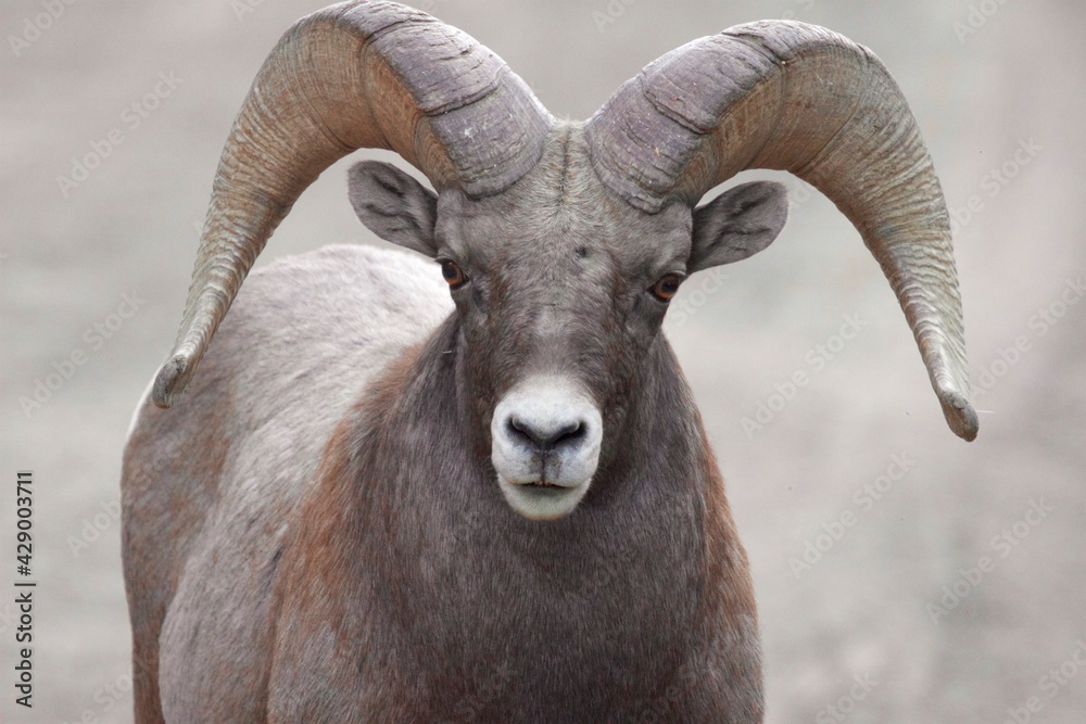 close up of a bighorn sheep - ram