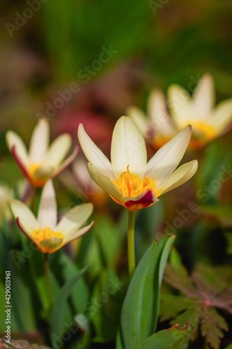 Blooming Water lily tulips  Tulipa kaufmanniana. First spring flowers. Natural scenic background