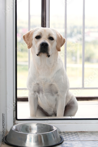 Hungry sad Labrador dog waiting for dinner time outside glass door. Domestic pet animal behavior, obedience and patience