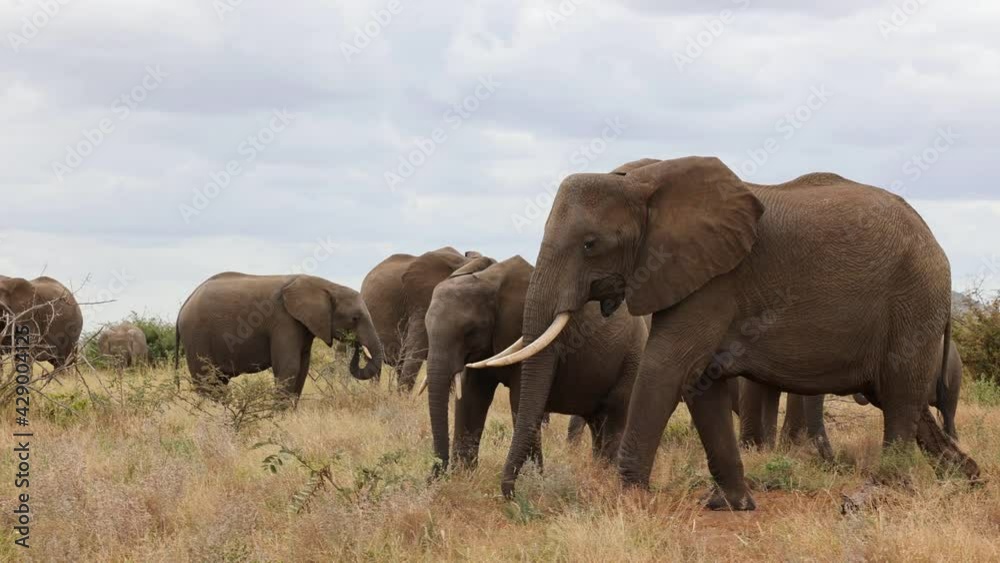 African elephant breeding herd grazing African elephant breeding herd grazing