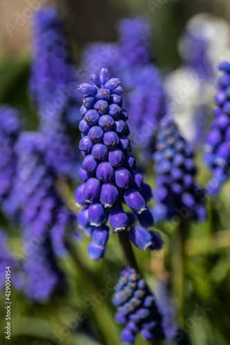Flowers of grape hyacinth isolated on white background.
