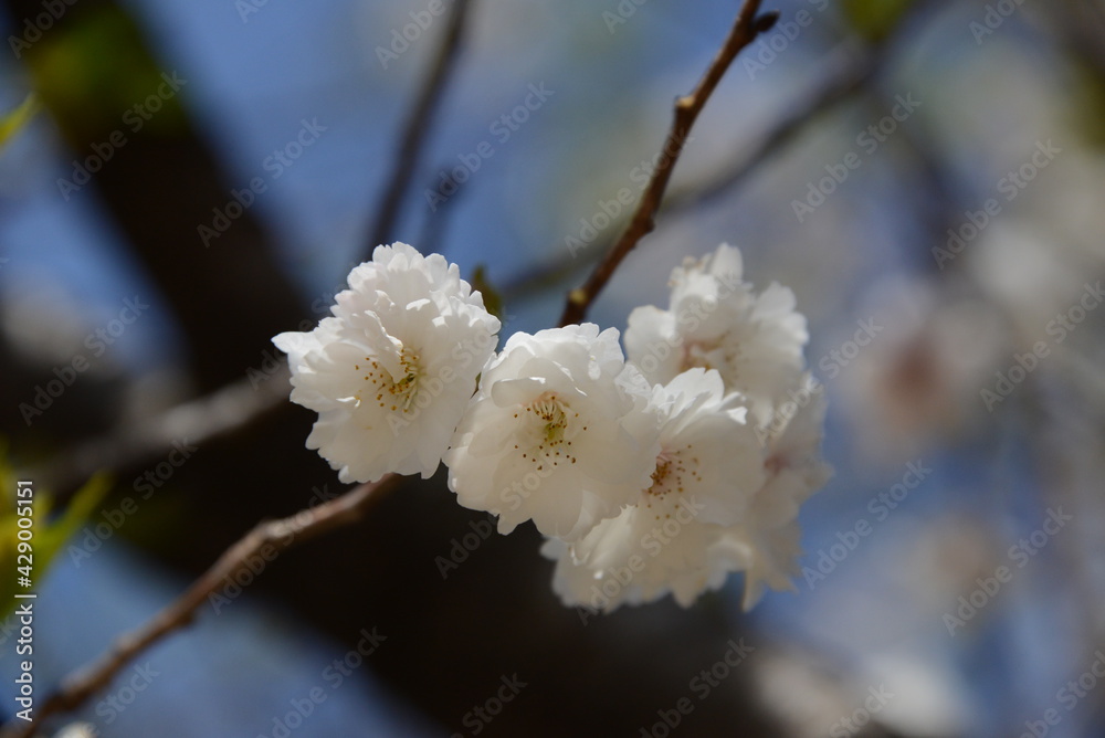 春の陽ざしに輝く、美しいサトザクラ 春の陽ざしに輝く、美しいサトザクラ