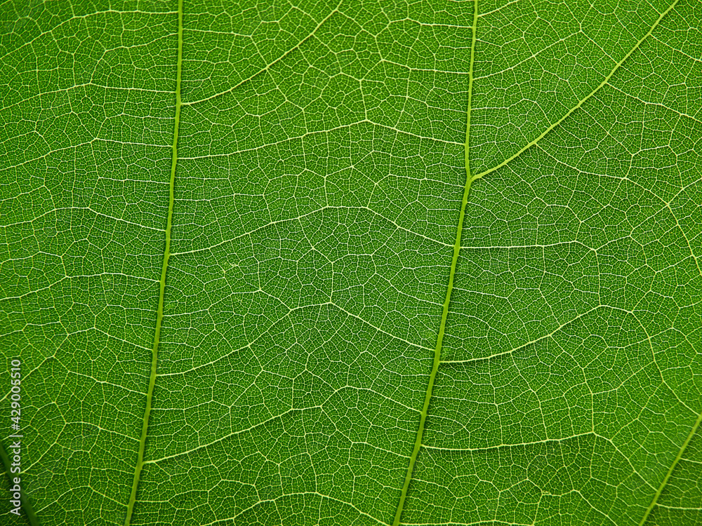 close up green leaf of Bastard teak ( Butea monosperma ) close up green leaf of Bastard teak ( Butea monosperma )