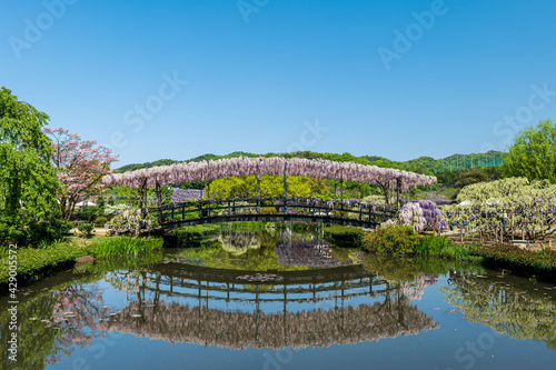 青空と満開の藤の花咲く橋　4月