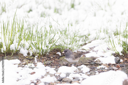 Dark-eyed junco in April snow