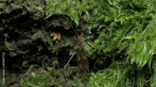 A crane-fly sits against a background of moss. The overall frame.  photo