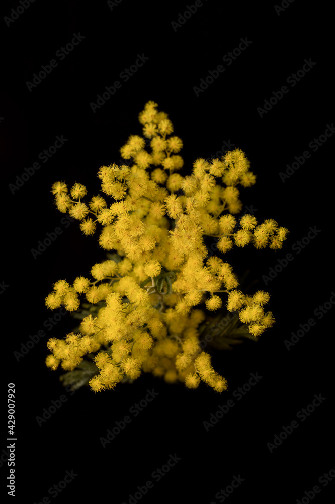 Mimosa branch on a black background