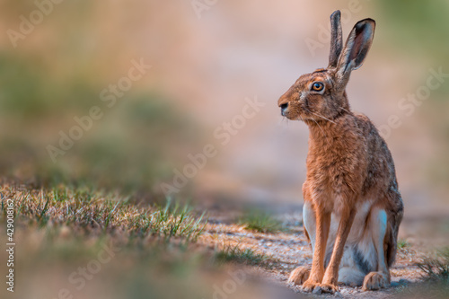 brown field hare in nature © Mario Plechaty