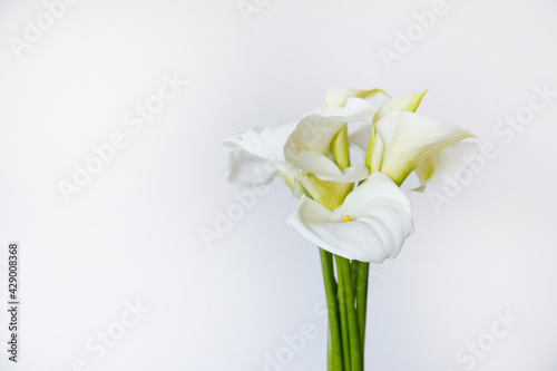 Minimalistic studio shot of calla lily inflorescence on isolated background with a lot of copy space for text. Universal multi occasional flowers for both celebration and grief. Flat lay, top view.