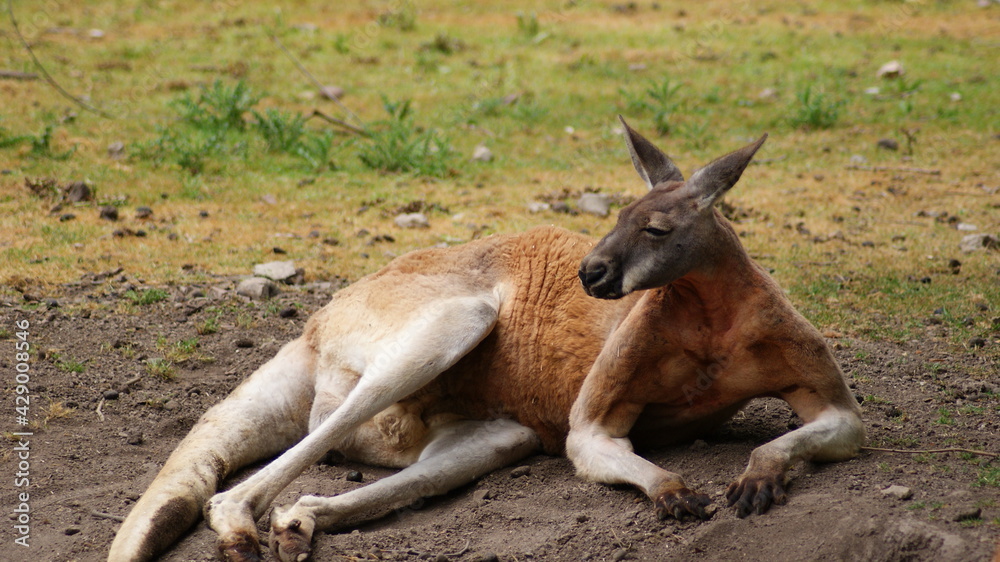 Fototapeta premium SONY DSC