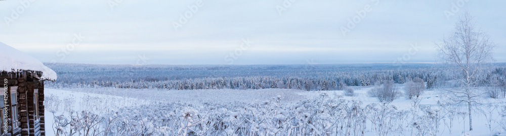 forest covered with snow on a frosty day