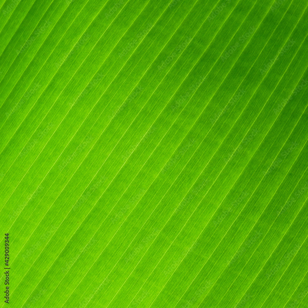 close up green banana leaf texture close up green banana leaf texture
