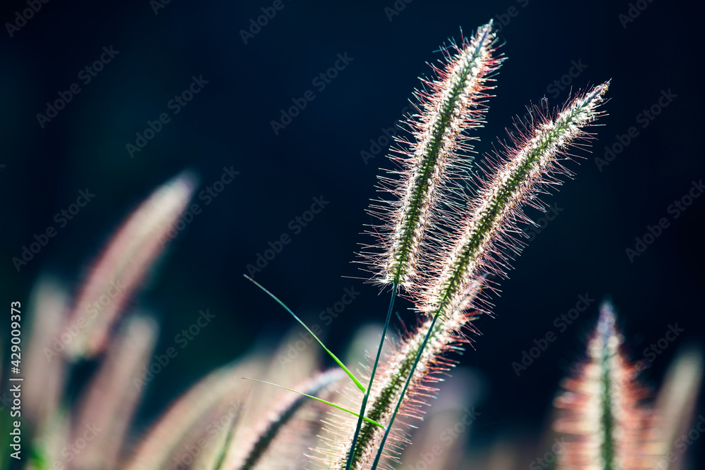 beautiful white reeds grass