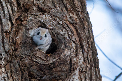 the flying squirrel is watching from the burrow