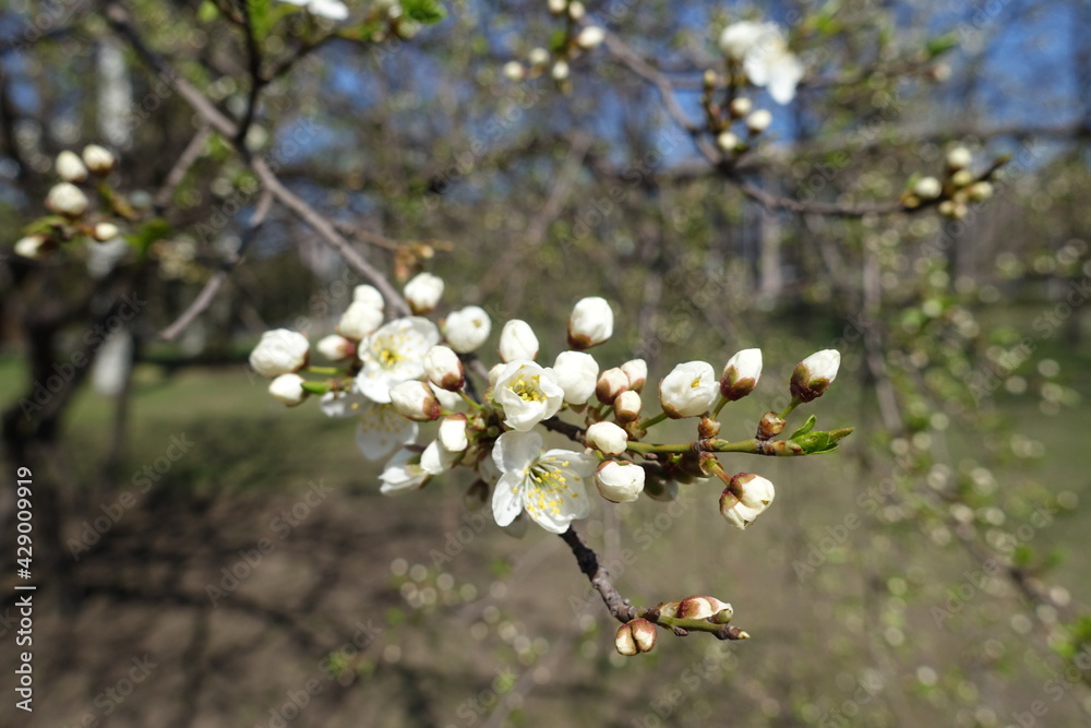 Obraz premium Not fully opened white flowers of plum tree in April