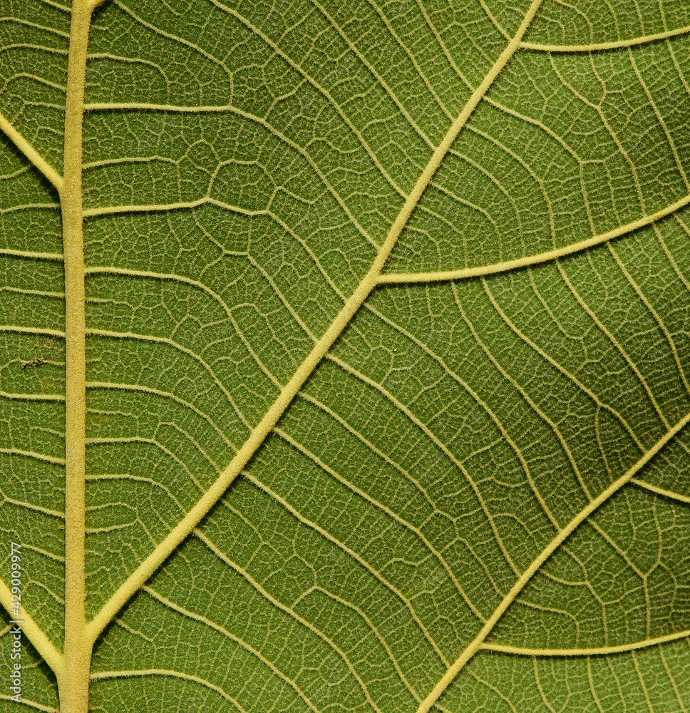 Obraz premium macro green leaf texture ( teak leaf )