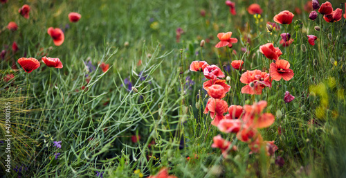 Red poppies in full blossom grow on the field. Blurred background