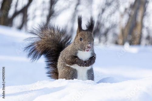 squirrel in the snow