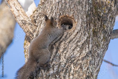 squirrel and flying squirrel