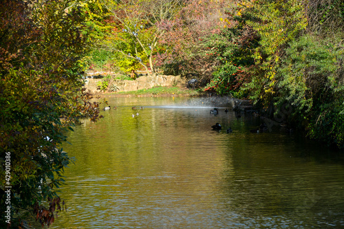 Lyon, France - October 25, 2020: Big pond with different birds in the park of the Golden Head (Le Parc de la Tete d'Or)