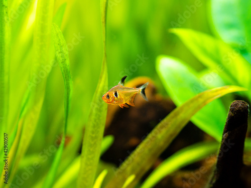 Red Phantom Tetra (Hyphessobrycon sweglesi) macro close up in a fish tank with blurred background photo