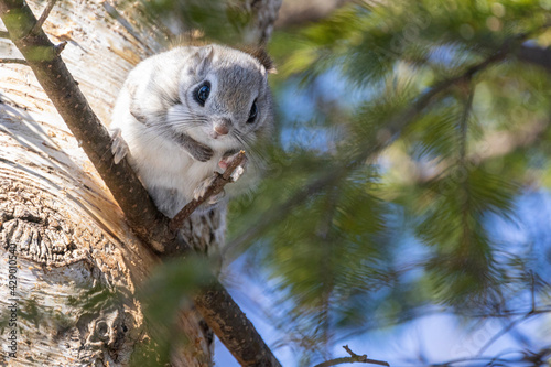 flying sqirrel on the tree