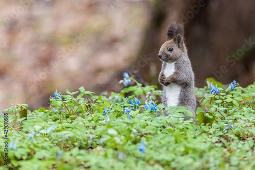 squirrel on the flower