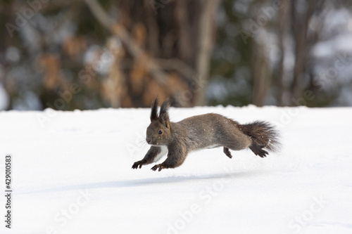 squirrel in the snow