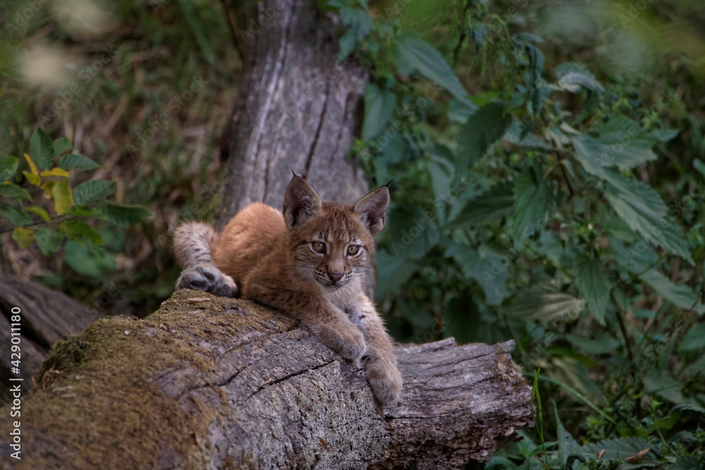 Lynx boréal juvénile Lynx boréal juvénile