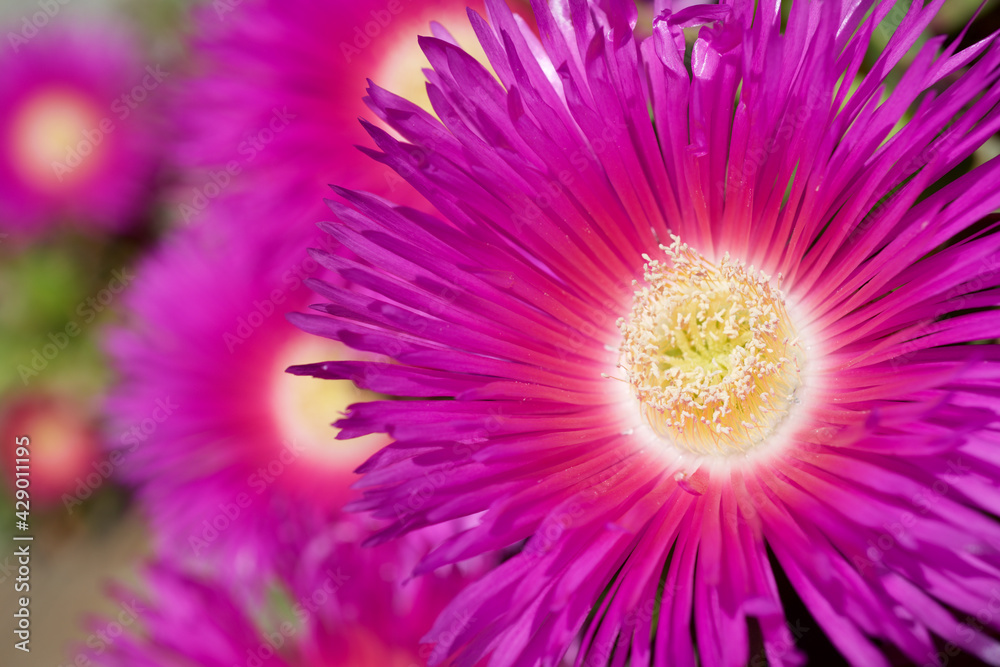 Obraz premium Pink flower view